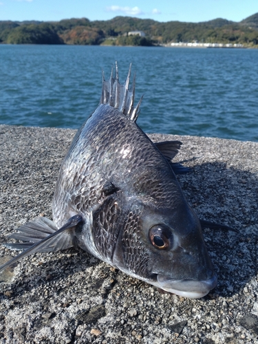 チヌの釣果