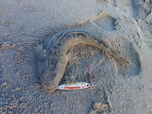 マゴチの釣果