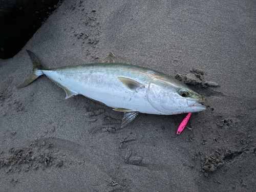 ブリの釣果