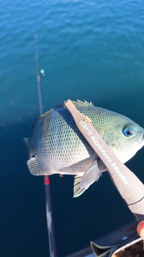 グレの釣果