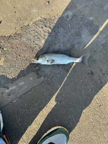 セイゴ（マルスズキ）の釣果