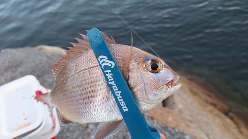 タイの釣果