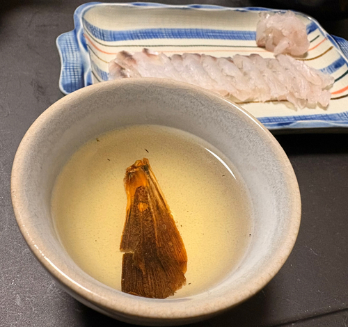 マゴチの釣果