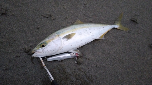 イナダの釣果