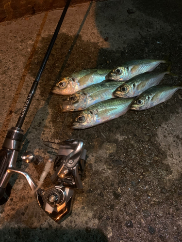 アジの釣果