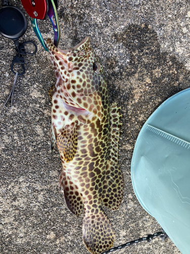 イシミーバイの釣果