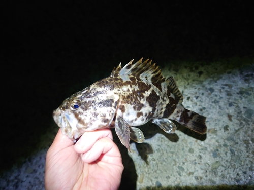 タケノコメバルの釣果