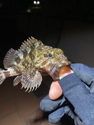 タケノコメバルの釣果