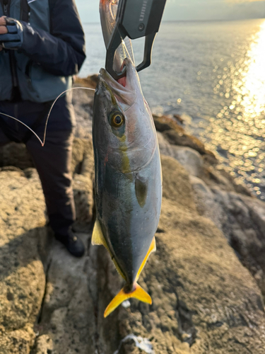 ハマチの釣果