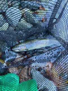 ニジマスの釣果