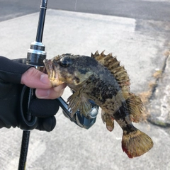 タケノコメバルの釣果