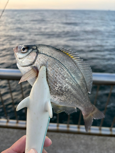 ウミタナゴの釣果