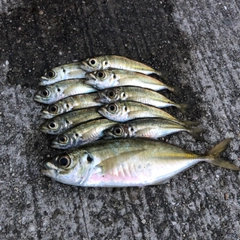 アジの釣果