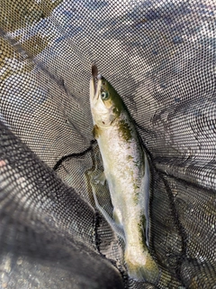 サクラマスの釣果