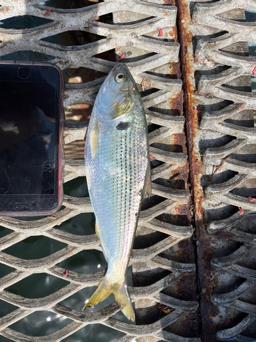 コノシロの釣果