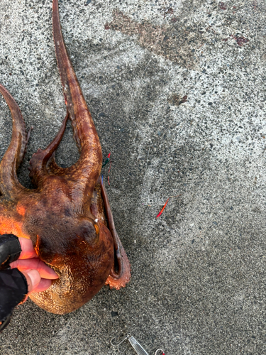 タコの釣果