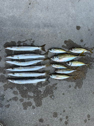 カマスの釣果