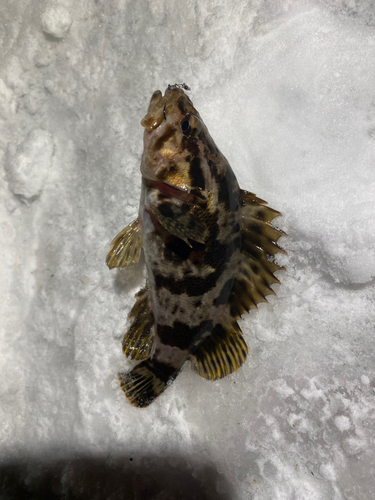 タケノコメバルの釣果