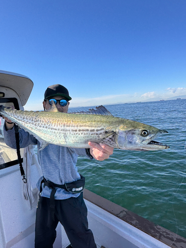 サワラの釣果