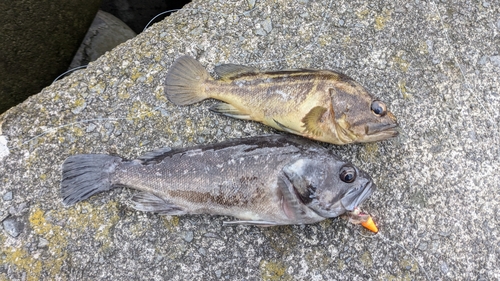 クロソイの釣果