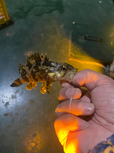 タケノコメバルの釣果