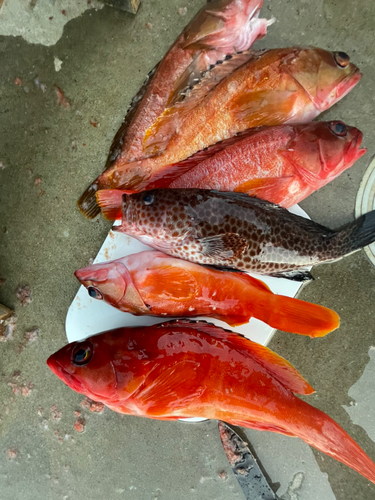 アカハタの釣果