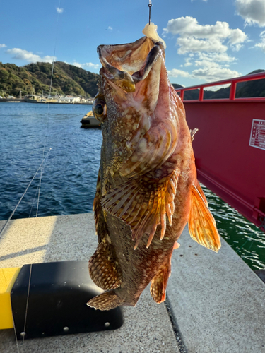 アラカブの釣果