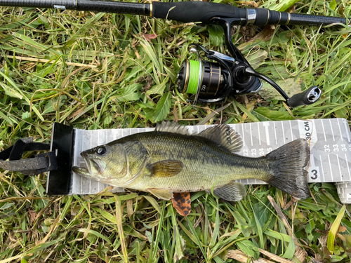 ラージマウスバスの釣果