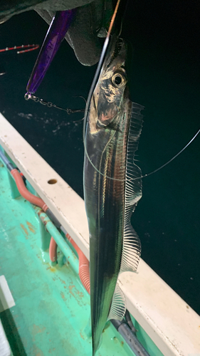 タチウオの釣果