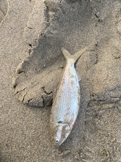 コノシロの釣果