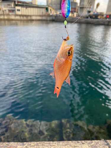 ネンブツダイの釣果