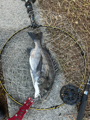 チヌの釣果