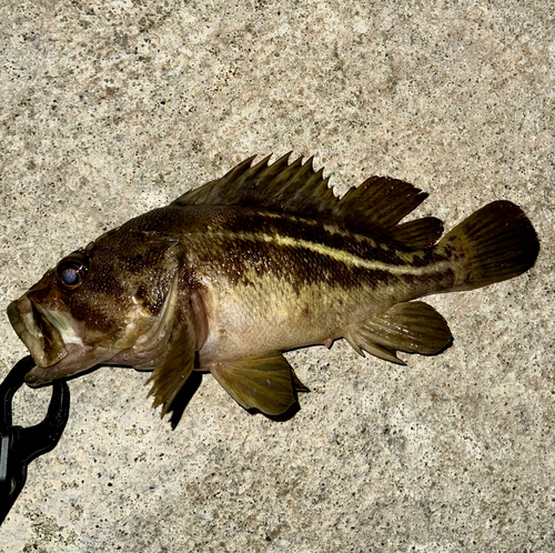 シマソイの釣果