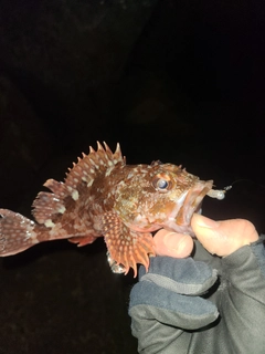 アラカブの釣果