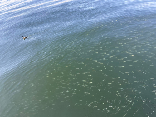 マイワシの釣果