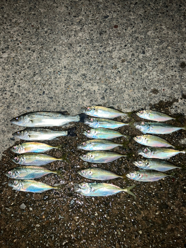 アジの釣果