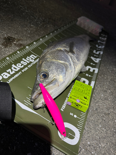 シーバスの釣果