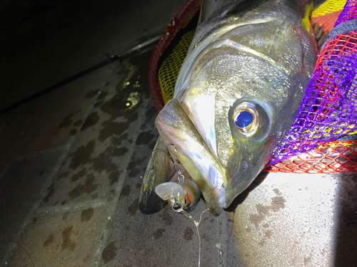 シーバスの釣果