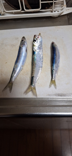 イワシの釣果