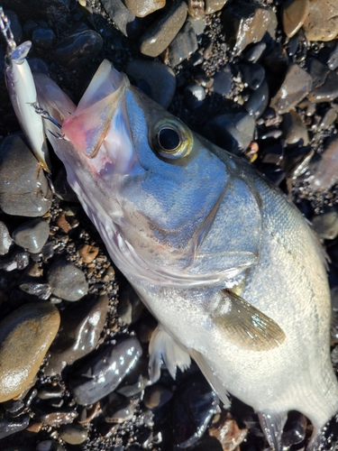 フッコ（ヒラスズキ）の釣果