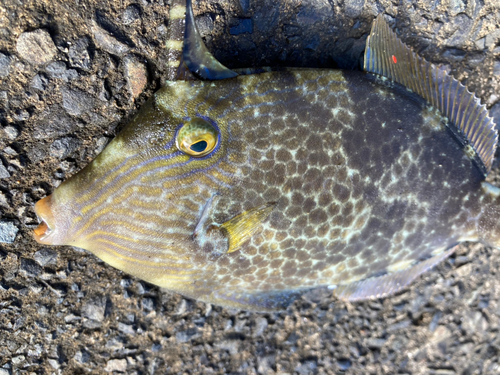 モンガラカワハギの釣果