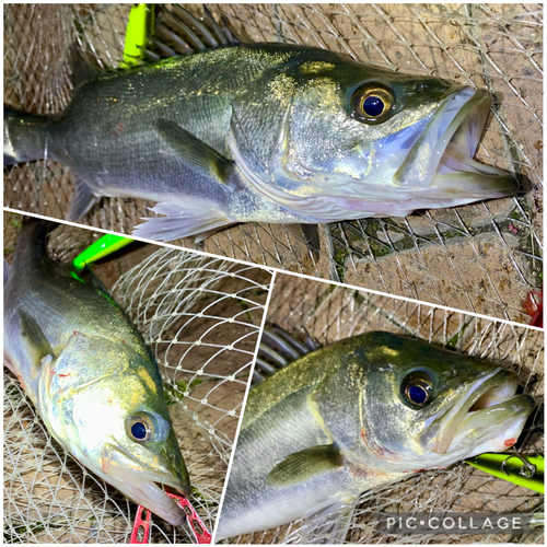 フッコ（マルスズキ）の釣果