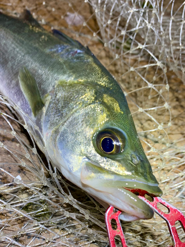 セイゴ（マルスズキ）の釣果