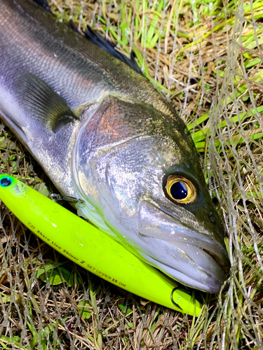 フッコ（マルスズキ）の釣果