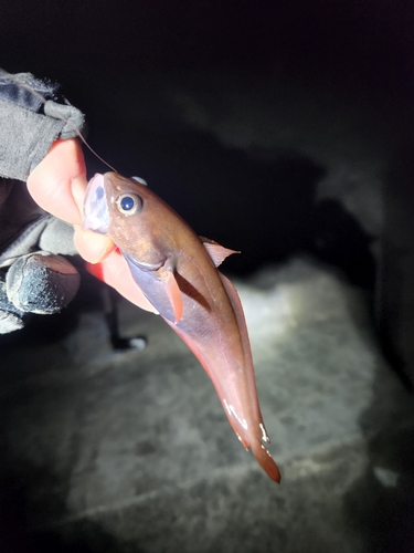 ドンコの釣果