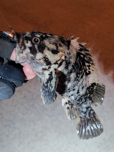 オウゴンムラソイの釣果