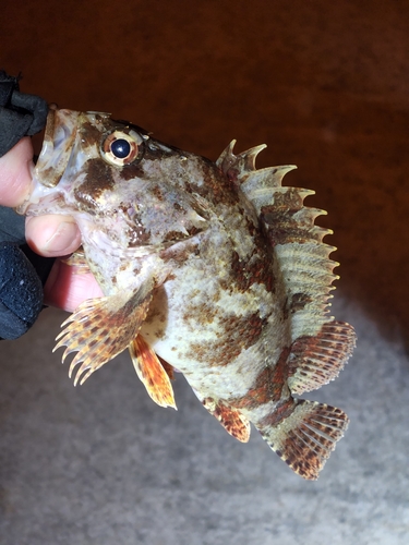 ヨロイメバルの釣果