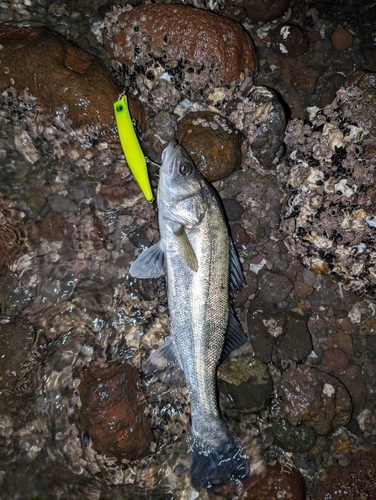 セイゴ（マルスズキ）の釣果