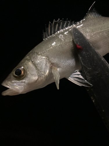 セイゴ（マルスズキ）の釣果