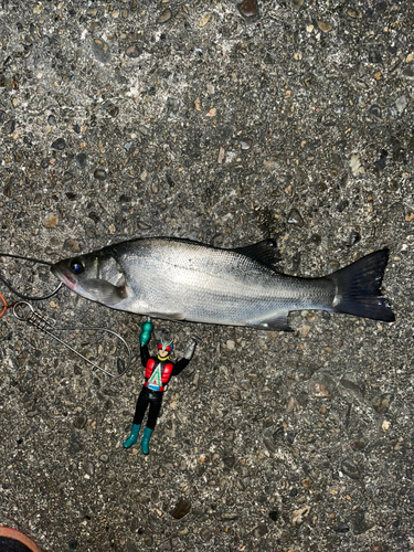 ヒラスズキの釣果